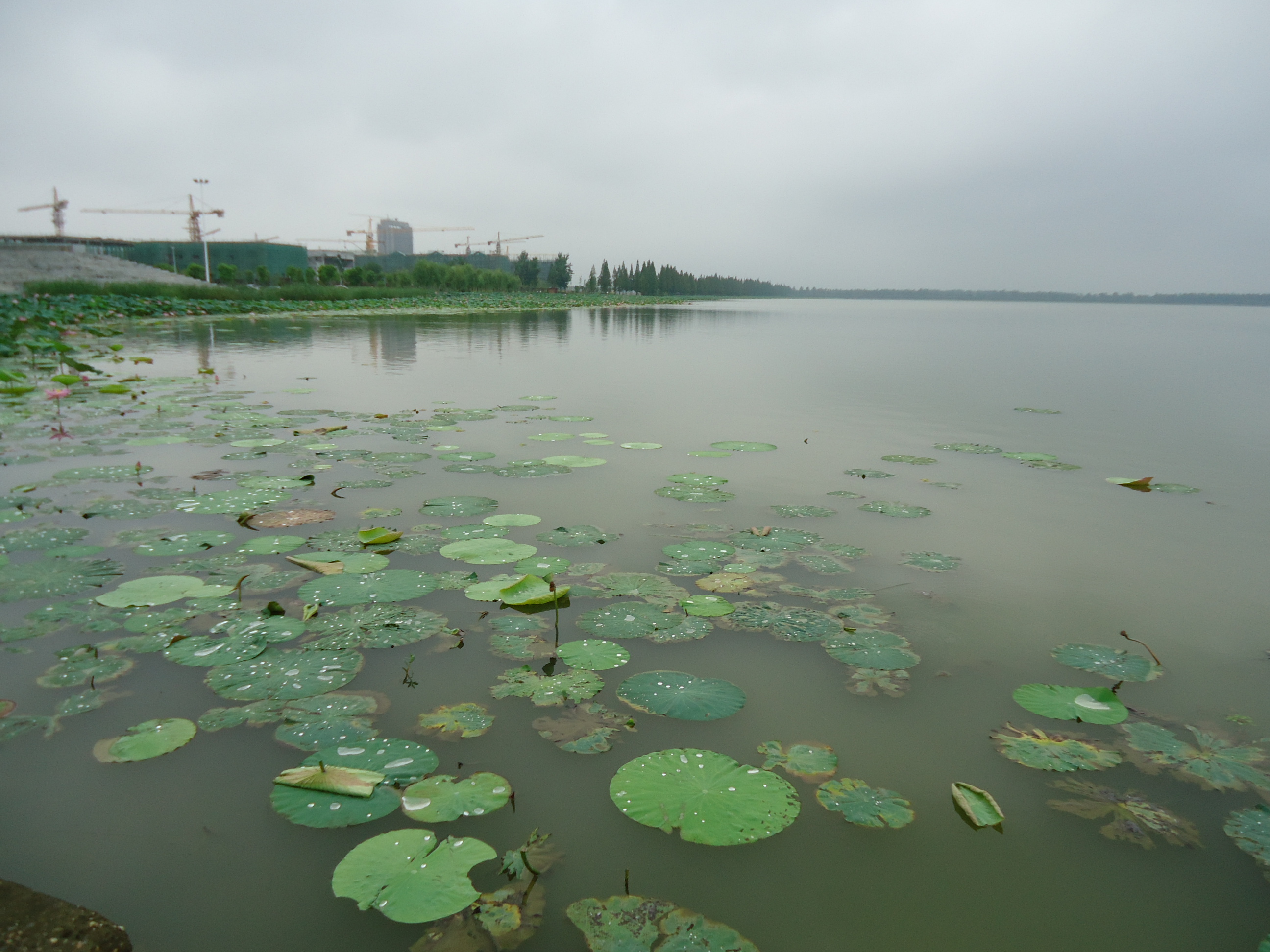 莫愁湖 莫愁湖