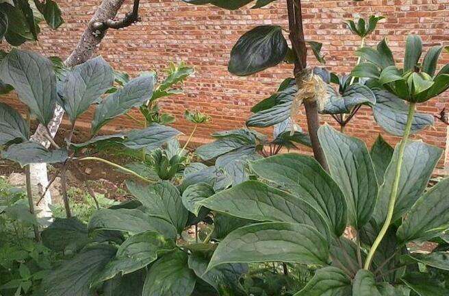 禹白附原植物 禹白附原植物