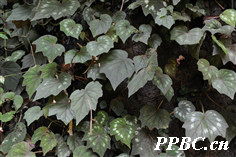 花叶秋海棠 Begonia cathayana 花叶秋海棠 Begonia cathayana