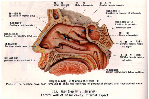 鼻窦 鼻窦