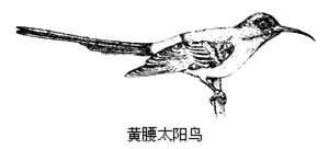太阳鸟属 太阳鸟属