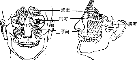 鼻窦结构 鼻窦结构