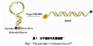 光学分析 光学分析