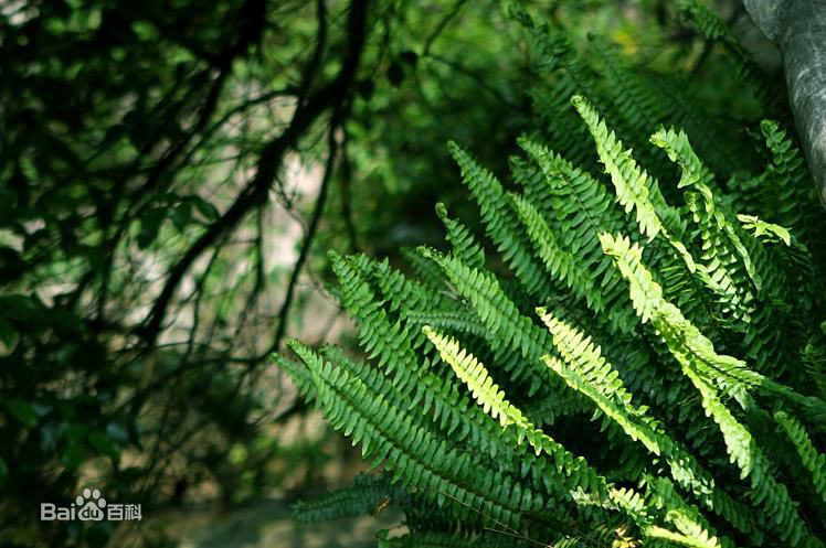 刺桫椤 刺桫椤