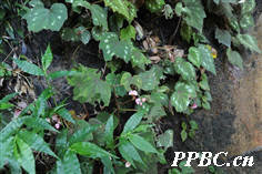 花叶秋海棠 Begonia cathayana 花叶秋海棠 Begonia cathayana