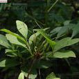 木本植物 木本植物