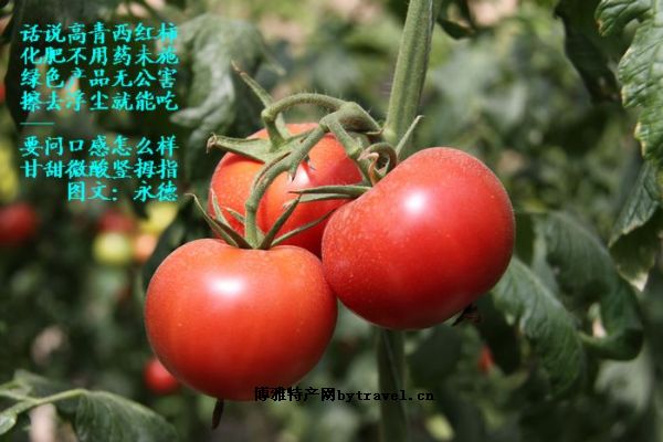 高青西红柿 高青西红柿