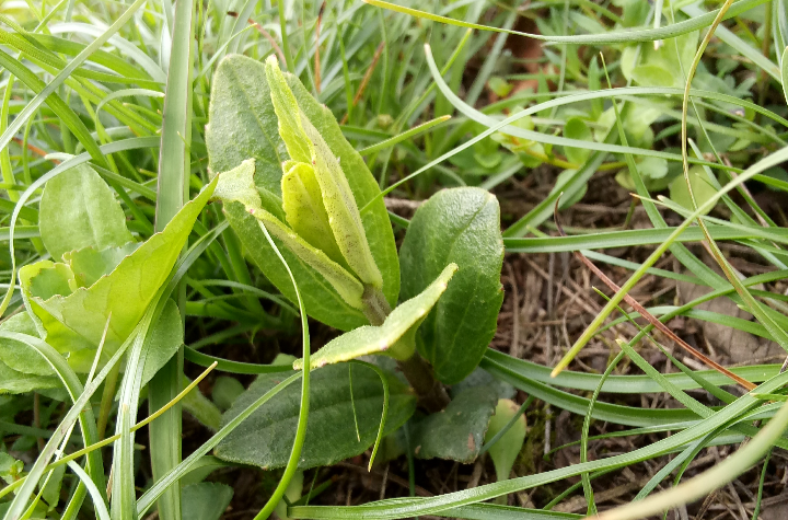 药材 药材