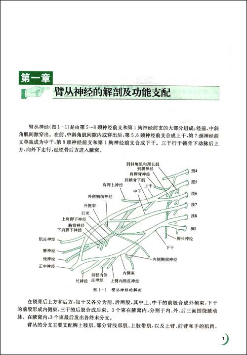 手外科围手术期护理 手外科围手术期护理