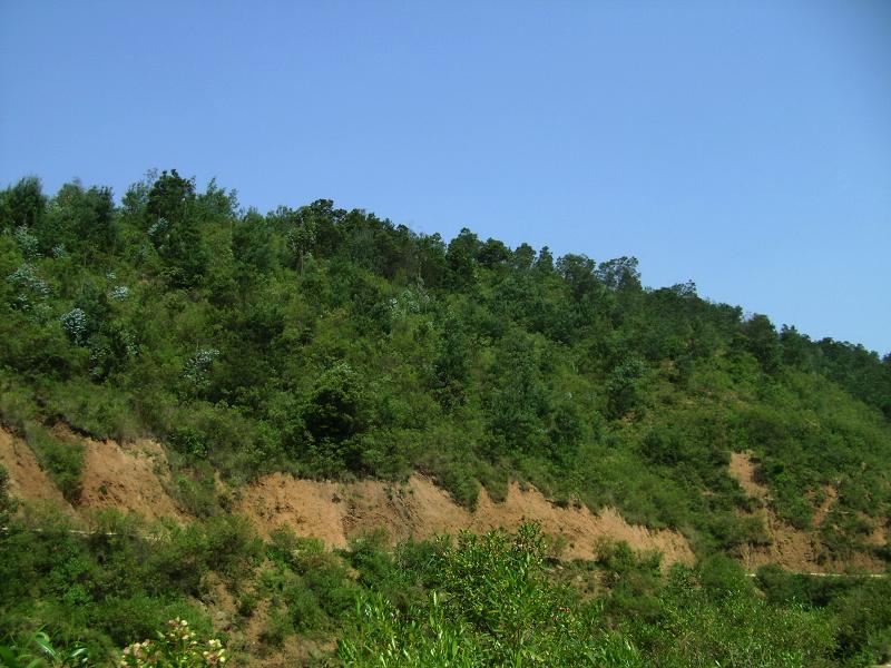 灌木林保持水土 灌木林保持水土