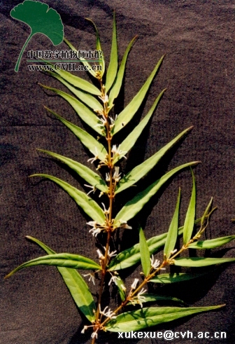 萝藦科植物 萝藦科植物