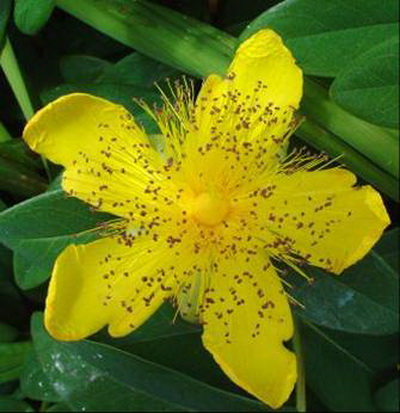 冬绿(植物) 冬绿(植物)