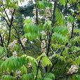 伯乐树(伯乐树属植物) 伯乐树(伯乐树属植物)