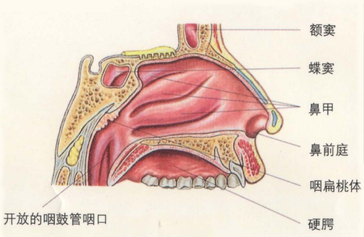 出血性鼻息肉 出血性鼻息肉