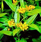 马利筋(Asclepias curassavica) 马利筋(Asclepias curassavica)