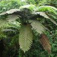 桫椤(刺桫椤) 桫椤(刺桫椤)