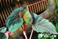花叶秋海棠 Begonia cathayana 花叶秋海棠 Begonia cathayana