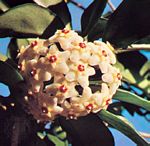 球兰(Hoya carnosa) 球兰(Hoya carnosa)