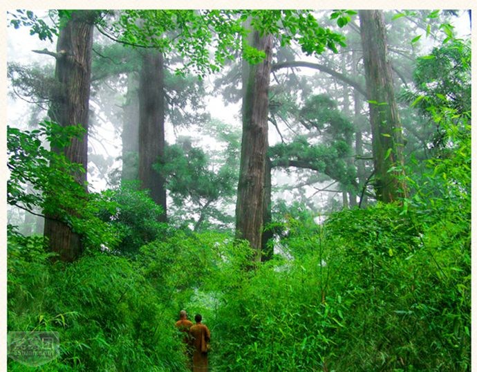 天目山铁木 天目山铁木