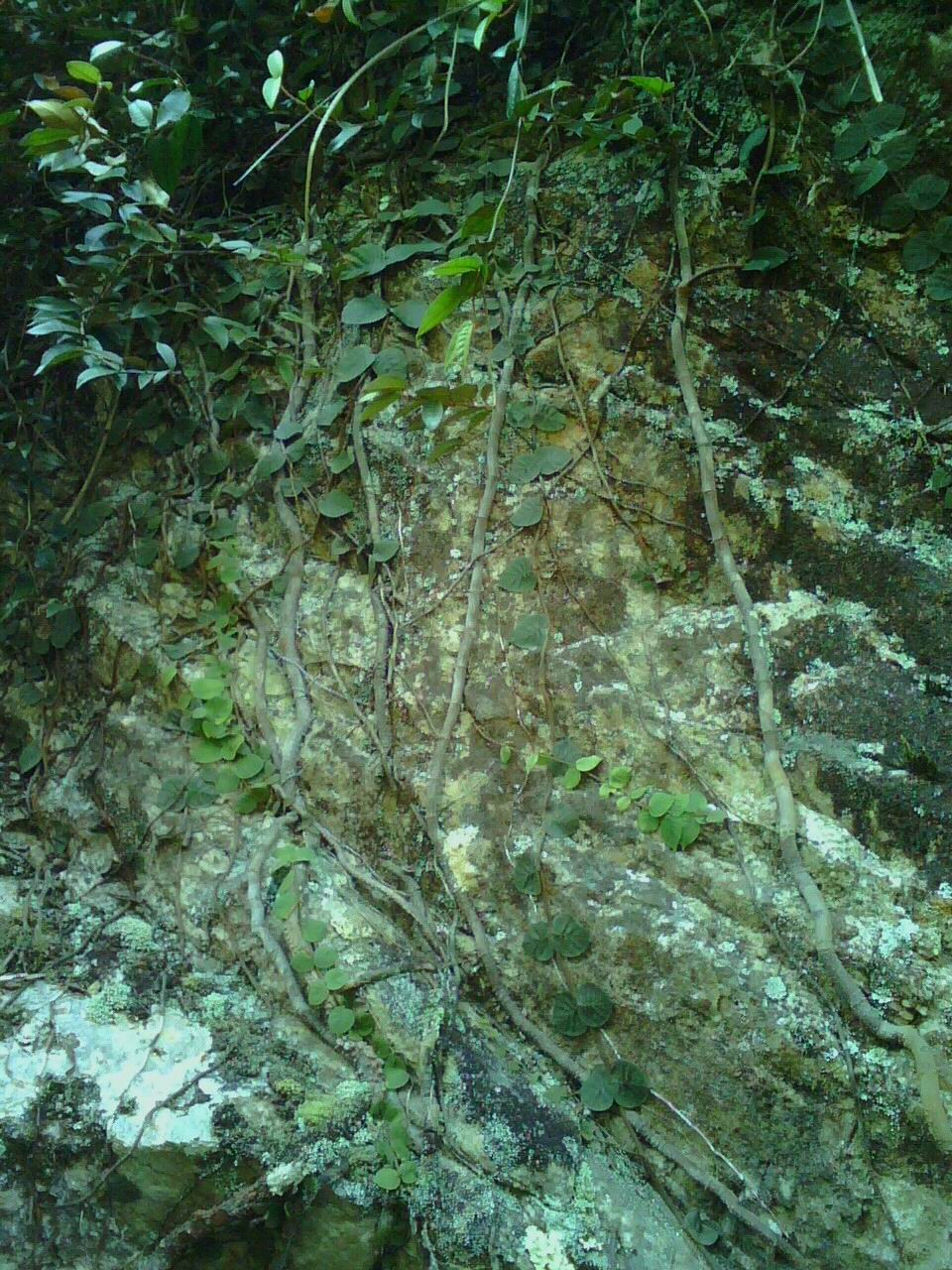 岩石植物 岩石植物
