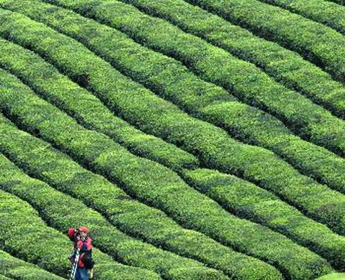 湄潭县茶海 湄潭县茶海
