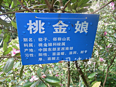 桃金孃种植 桃金孃种植