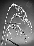 栽培稻(Oryza sativa) 栽培稻(Oryza sativa)