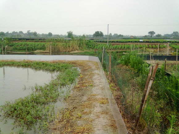 凤凰村(江苏省常州市武进区雪堰镇下辖村) 凤凰村(江苏省常州市武进区雪堰镇下辖村)