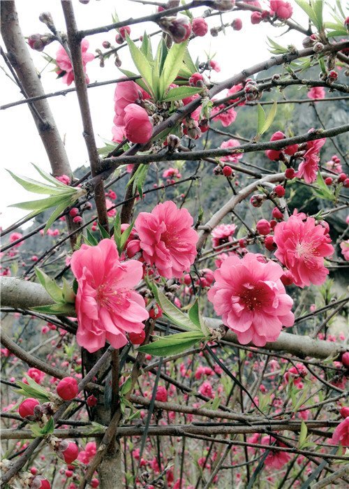 桃花谷(广西省靖西县桃花谷) 桃花谷(广西省靖西县桃花谷)