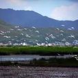 惠东红树林市级自然保护区(惠州市惠东红树林市级自然保护区) 惠东红树林市级自然保护区(惠州市惠东红树林市级自然保护区)