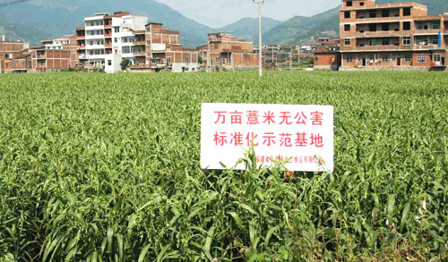 金沙薏米种植基地 金沙薏米种植基地