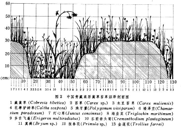 沼泽生态 沼泽生态
