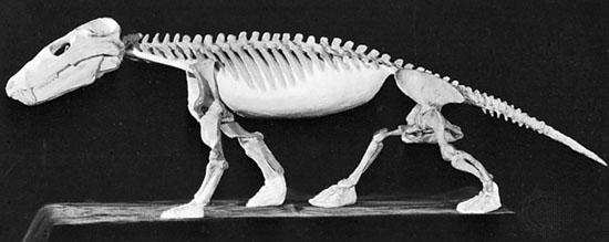 犬齶兽属 犬齶兽属