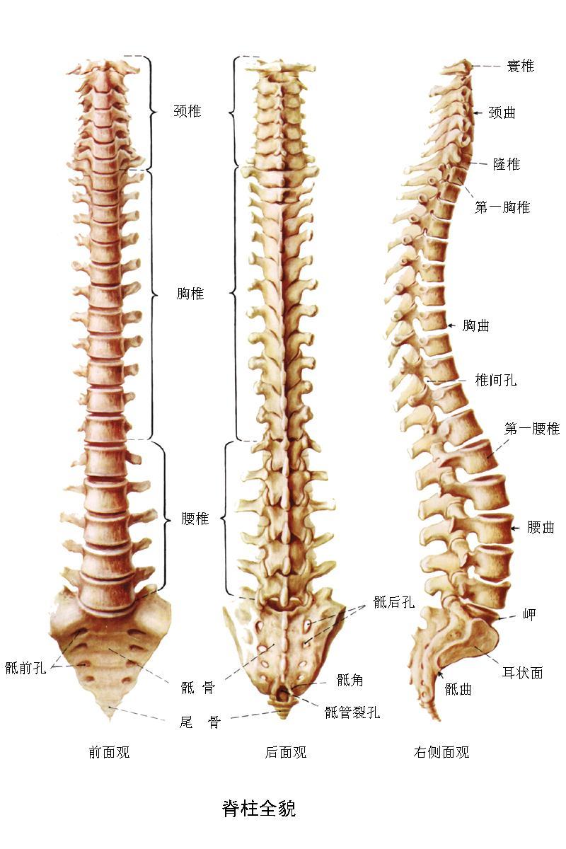 脊椎动物学 脊椎动物学