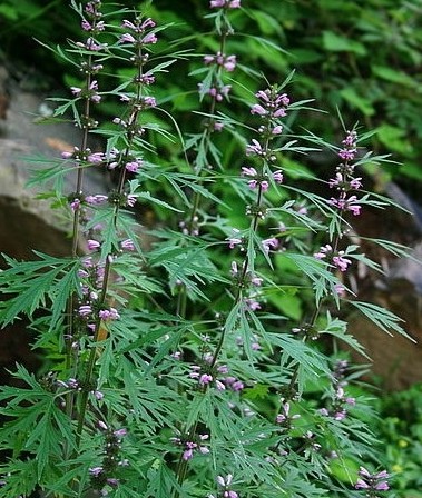 益母草 益母草