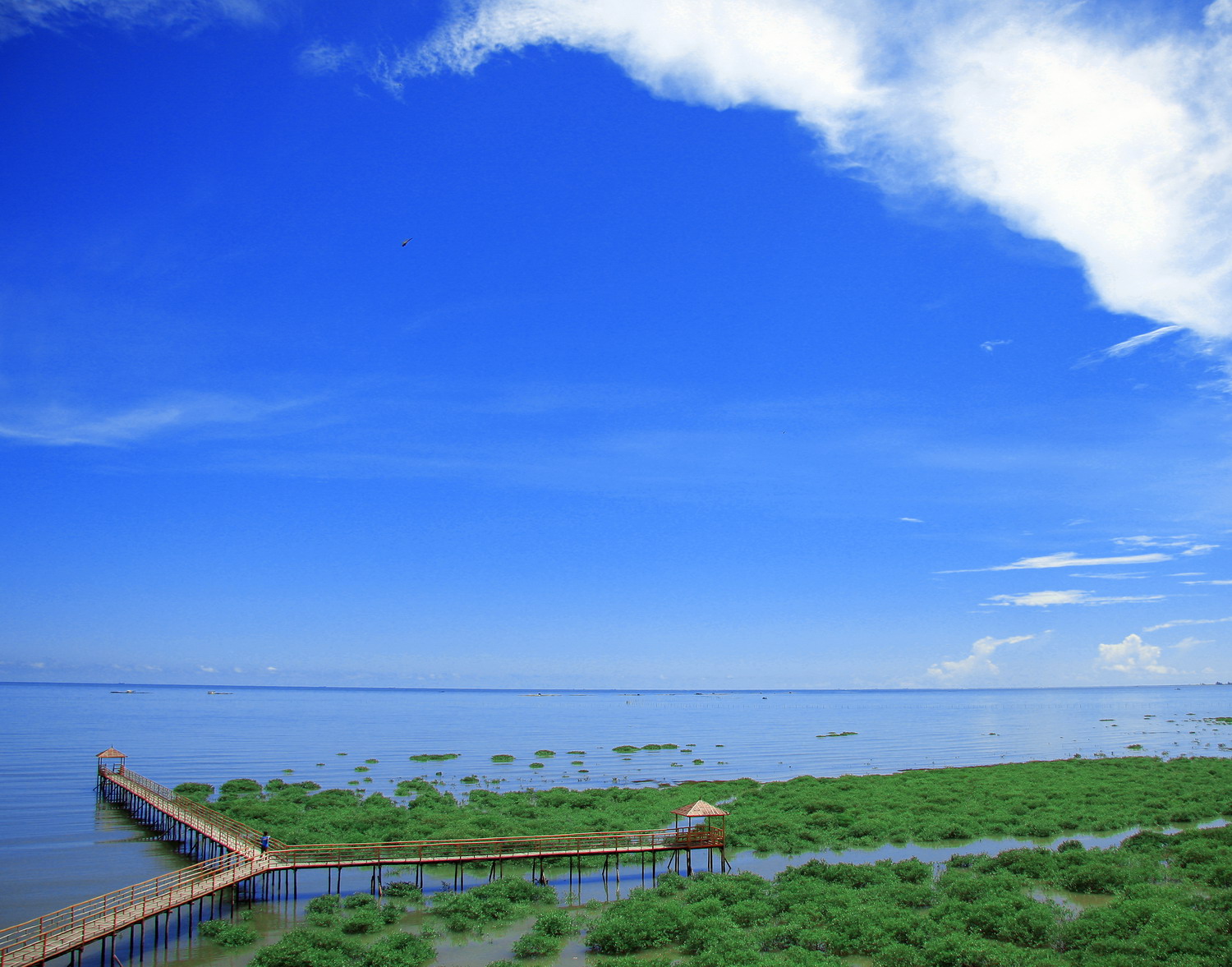 石角红树林保护区 石角红树林保护区