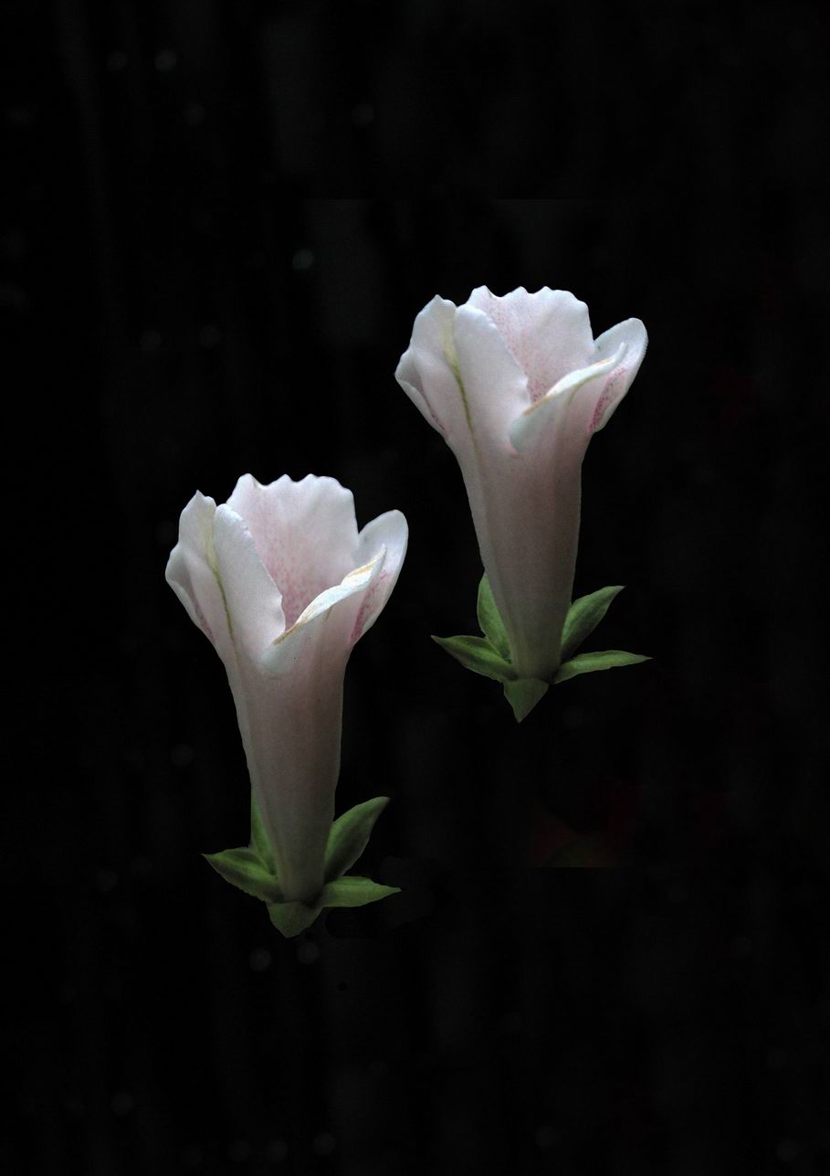 烟筒花 烟筒花