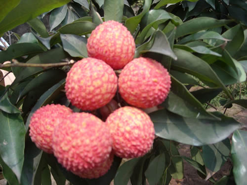 大塔荔枝 大塔荔枝