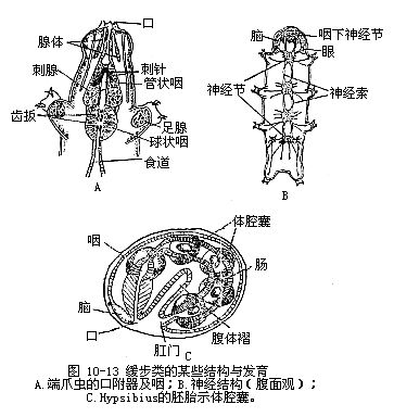 脊椎动物学 脊椎动物学