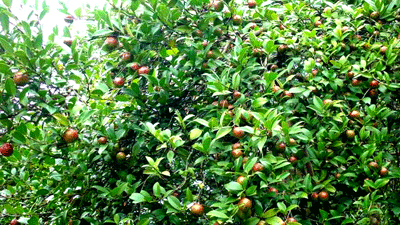 文成县东溪乡油茶基地 文成县东溪乡油茶基地