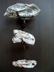 卡岩塔兽的头颅骨 卡岩塔兽的头颅骨