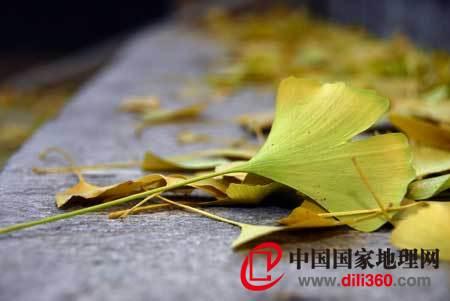 发黄的银杏树叶 发黄的银杏树叶