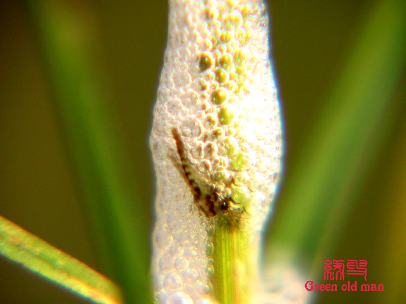 沫蝉 沫蝉