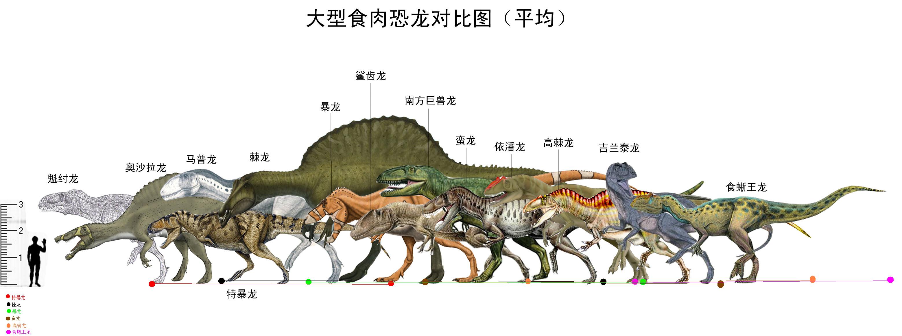 大型食肉恐龙对比图(平均) 大型食肉恐龙对比图(平均)
