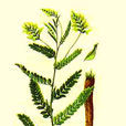 黄芪(豆目蝶形花科植物) 黄芪(豆目蝶形花科植物)