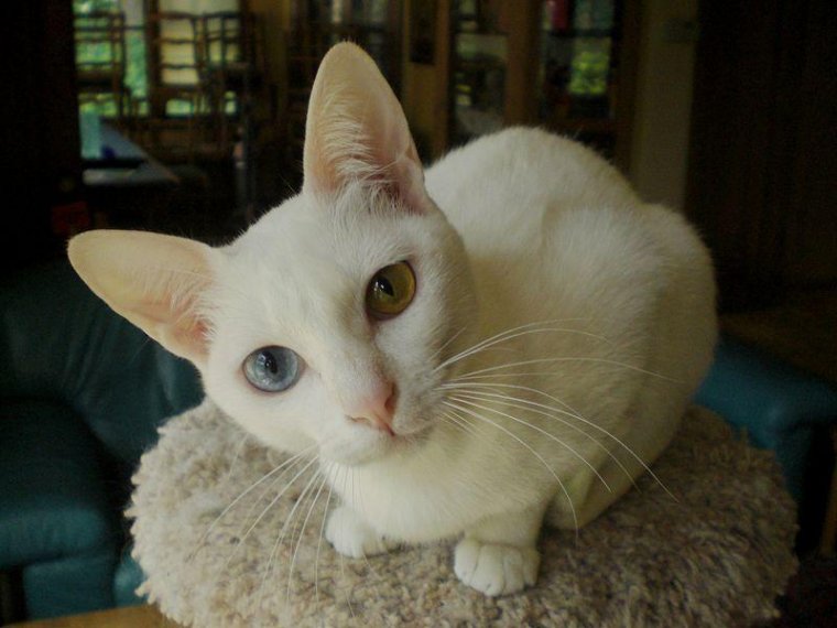 泰国御猫 泰国御猫