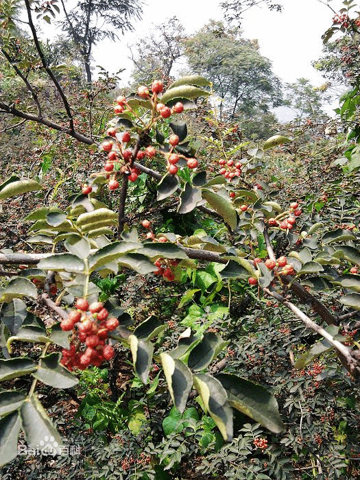 <牛岭山>柿子 花椒产销基地 <牛岭山>柿子 花椒产销基地