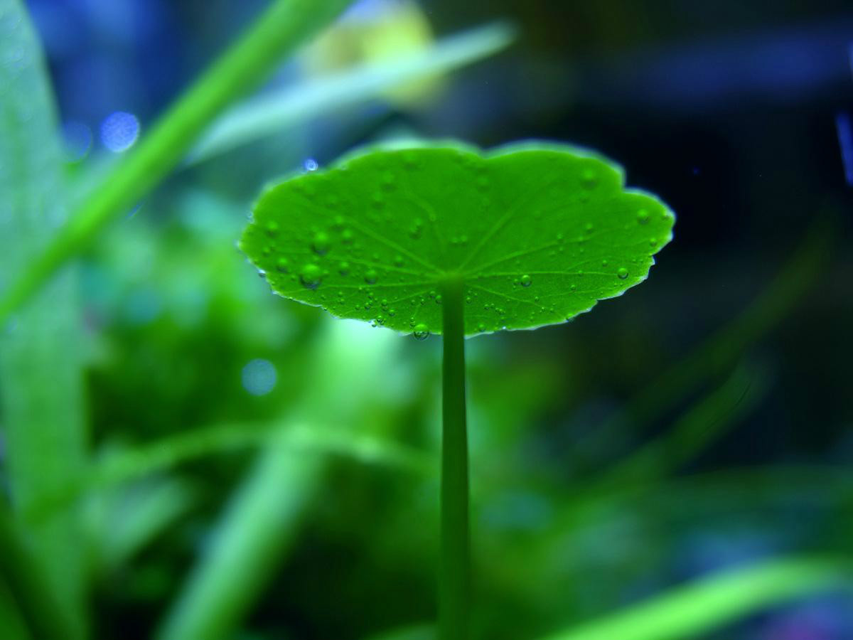 绿色植物(何为绿色植物) 绿色植物(何为绿色植物)