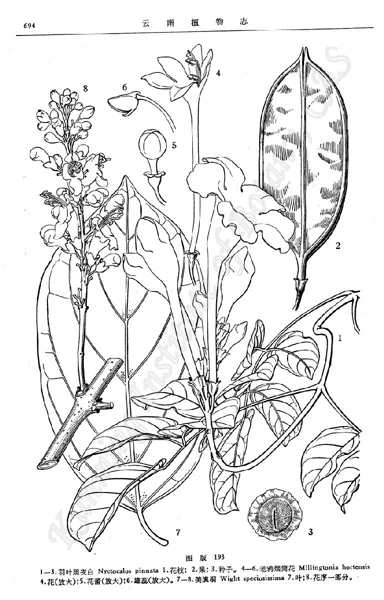 老鸦烟筒花 老鸦烟筒花