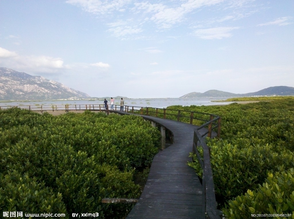 云霄红树林湿地公园 云霄红树林湿地公园